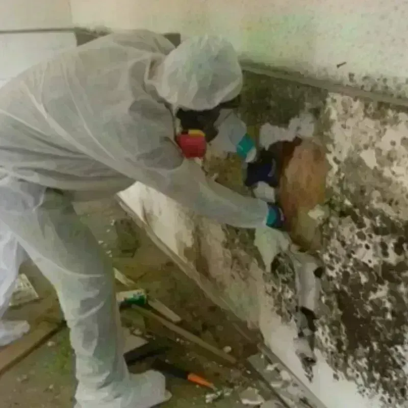 Mold Remediation and Removal in Lander County, NV